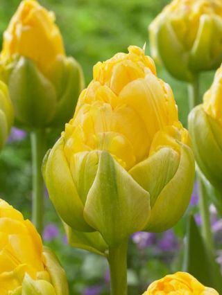 💛VANILLA - ŽLUTÝ TULIPÁN💛 SLUNEČNÍ JISKRA - Tento zářivě žlutý tulipán Vanilla je sluncem vaší zahrady. Jeho plné žluté...