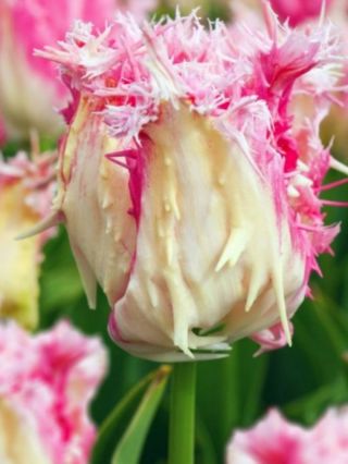 🐲DRAK - RŮŽOVÝ TULIPÁN🐲 DRAČÍ BOJOVNÍK - Tento růžovo-bílý tulipán Drak je skutečným skvostem vaší zahrady. Jeho střapaté...