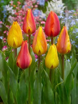 💥EL NINO - ŽLUTO ORANŽOVÝ TULIPÁN💥 SLUNEČNÁ EXPLOZE - Tento žluto-oranžový tulipán El Nino je jako výbuch sluneční energie...