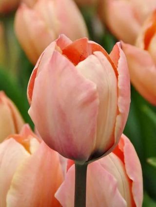 🩷SALMON - RŮŽOVÝ TULIPÁN🩷 TANEC RŮŽOVÝCH STÍNŮ - Tento růžový tulipán Salmon je skutečným skvostem vaší zahrady. Jeho...