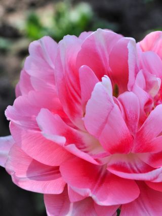 🩰TABLE DANCE- DVOJITÝ RŮŽOVÝ TULIPÁN🩰 ELEGANTNÍ TANEČNÍK - Tento růžový dvojitý tulipán Table Dance je elegantní baletkou...