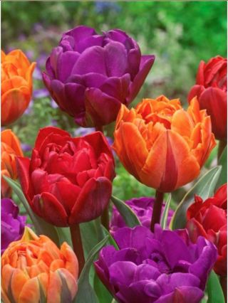 🧡💜MIX DVOJITÉ - TULIPÁNY💜🧡 BAREVNÝ SEN - Tento fascinující mix dvojitých barevných tulipánů je jako sen plný živých a...